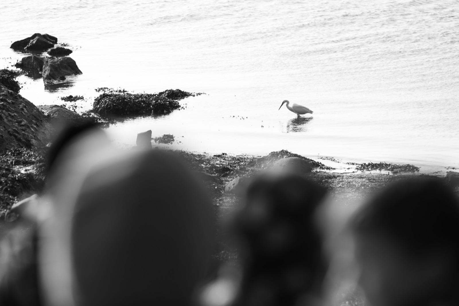 Observation des oiseaux marins à Larmor-Baden